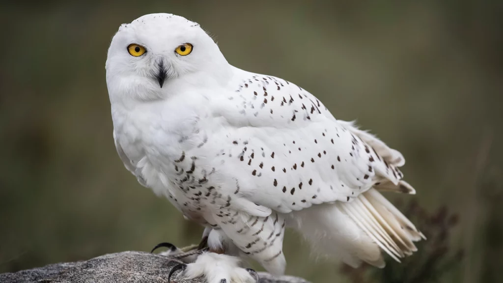 นกเค้าแมว ความเชื่อเรื่องลางร้าย สัญลักษณ์แห่งความตายจริงหรือ?