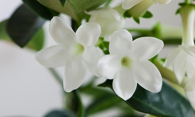 ดอกไม้วันแม่