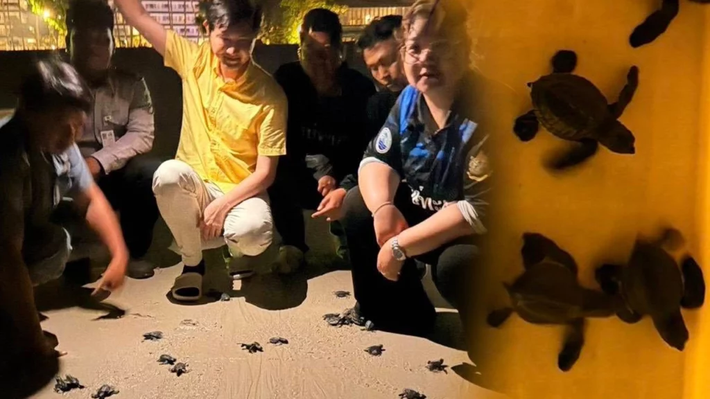 ลูกเต่า 81 ตัว ลืมตาดูโลกวันมาฆบูชา อัตรารอดสูง 98.76%