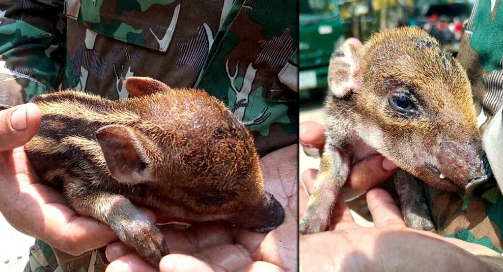 เจ้าหน้าที่เร่งช่วย น้องบุญรอด ลูกหมูป่าหนีไฟป่าเชียงดาว