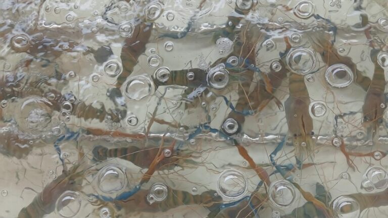 กลุ่มผู้เลี้ยงกุ้งก้ามกราม กาฬสินธุ์วิกฤติ เทขาย กก.ละ 200