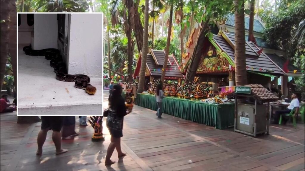 คำชะโนดฮือฮา! งูใหญ่ปรากฏตัวบนศาลปู่ศรีสุทโธก่อนงานบวงสรวงใหญ่