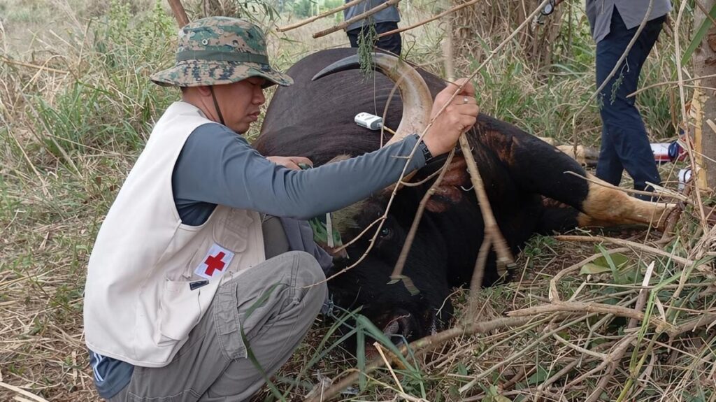 กระทิงเขาใหญ่ สังเวยกับดักพราน สัตวแพทย์ยื้อไม่ไหวเสียชีวิต
