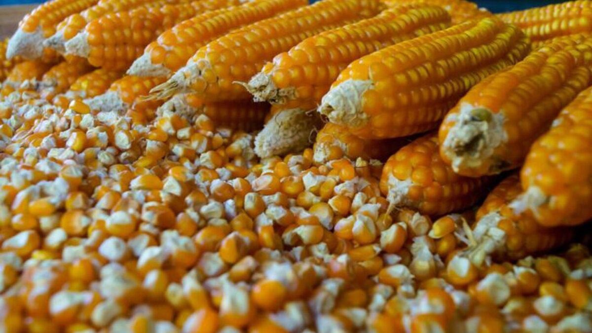 เกษตรกรผิดหวัง ‘ศุภจี’ เซ็นเอ็มโอยูนำเข้า ข้าวโพด GMO จากสหรัฐฯ 1 ล้านตัน