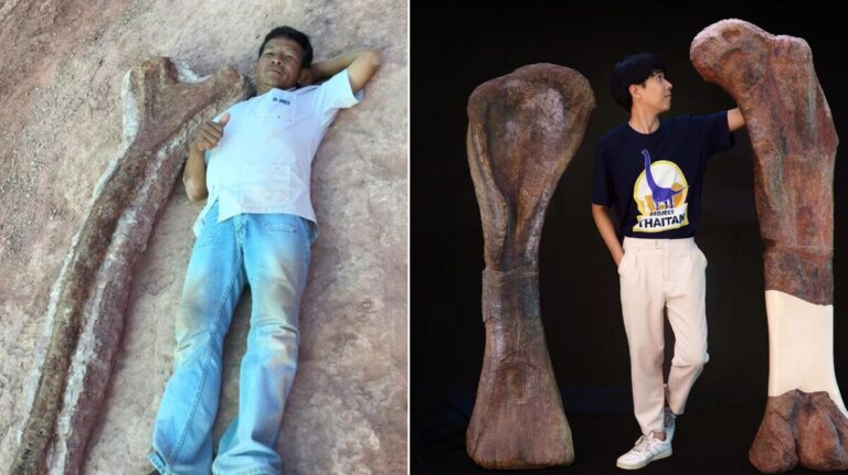 ไทยค้นพบ ‘นาคาไททัน ชัยภูมิเอนซิส’ ไดโนเสาร์คอยาวชนิดใหม่ ใหญ่ที่สุดที่เคยพบในประเทศ