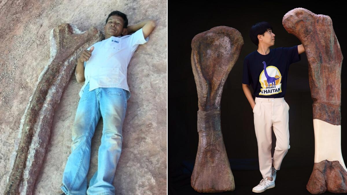 ไทยค้นพบ ‘นาคาไททัน ชัยภูมิเอนซิส’ ไดโนเสาร์คอยาวชนิดใหม่ ใหญ่ที่สุดที่เคยพบในประเทศ