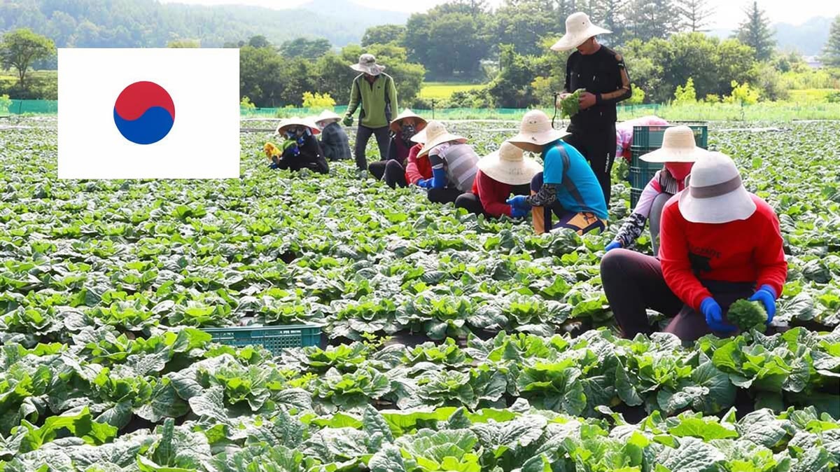 เกาหลีใต้แบน 4 จังหวัดไทย ห้ามนำเข้าแรงงานเกษตร-ประมงตลอดปี 2569