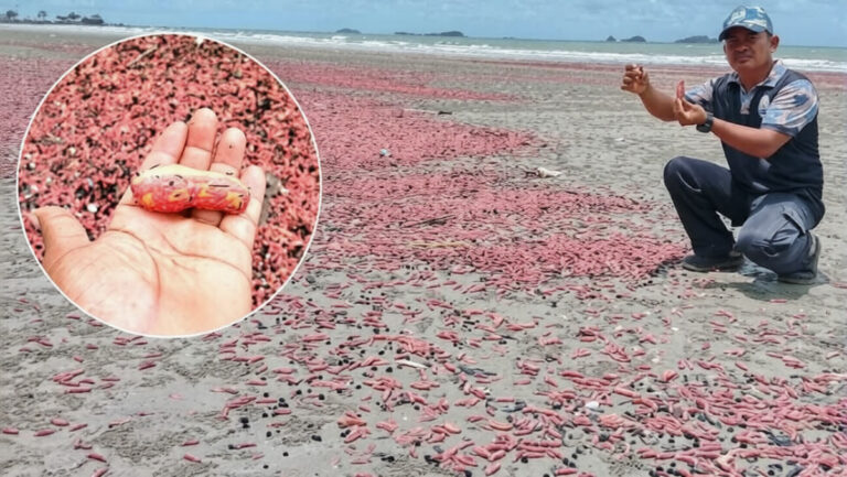 ปลิงชมพู นับล้านเกยหาดสวนสน ระยอง หลังพายุซัด ชายหาดแดงเถือก